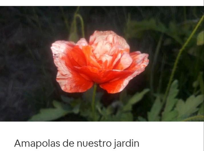Wefko - San Martin De Andes *